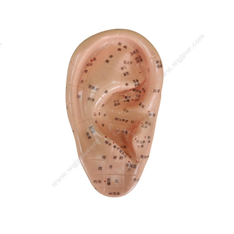 都康仪器 耳针灸模型
