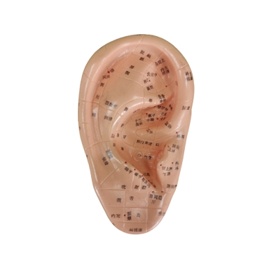 都康仪器 耳针灸模型